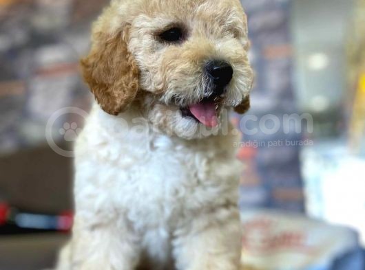 Ayi Surat Muazzam Tuy Yapisina Sahip Toy Poodle Bebegimiz görsel