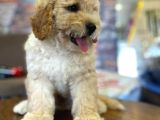 Ayi Surat Muazzam Tuy Yapisina Sahip Toy Poodle Bebegimiz