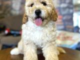 Ayi Surat Muazzam Tuy Yapisina Sahip Toy Poodle Bebegimiz