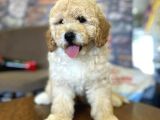 Ayi Surat Muazzam Tuy Yapisina Sahip Toy Poodle Bebegimiz