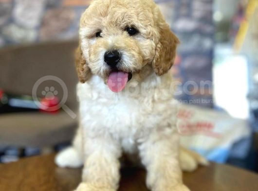 Ayi Surat Muazzam Tuy Yapisina Sahip Toy Poodle Bebegimiz