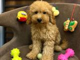 Red Toy Poodle Bebeği̇mi̇z