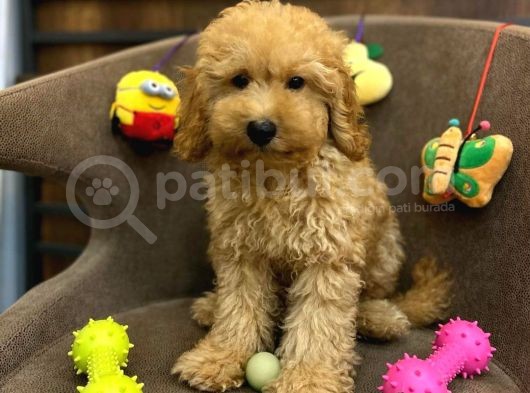 Red Toy Poodle Bebeği̇mi̇z görsel
