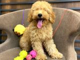 Red Toy Poodle Bebeği̇mi̇z
