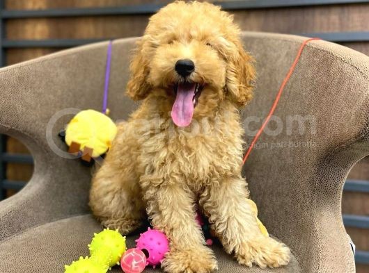 Red Toy Poodle Bebeği̇mi̇z görsel