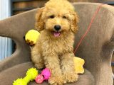 Red Toy Poodle Bebeği̇mi̇z