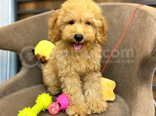 Red Toy Poodle Bebeği̇mi̇z görsel
