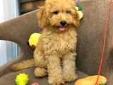Red Toy Poodle Bebeği̇mi̇z