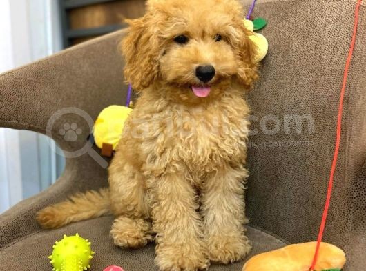 Red Toy Poodle Bebeği̇mi̇z
