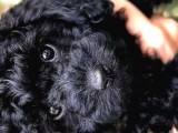 Efsane Kali̇tedeki̇ Black Toy Poodle Yavrumuz