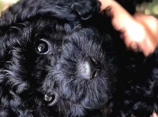 Efsane Kali̇tedeki̇ Black Toy Poodle Yavrumuz görsel