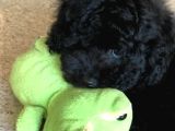 Efsane Kali̇tedeki̇ Black Toy Poodle Yavrumuz