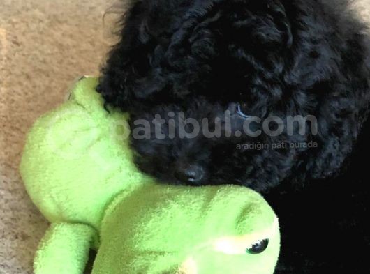Efsane Kali̇tedeki̇ Black Toy Poodle Yavrumuz