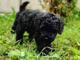 Efsane Kali̇tedeki̇ Black Toy Poodle Yavrumuz