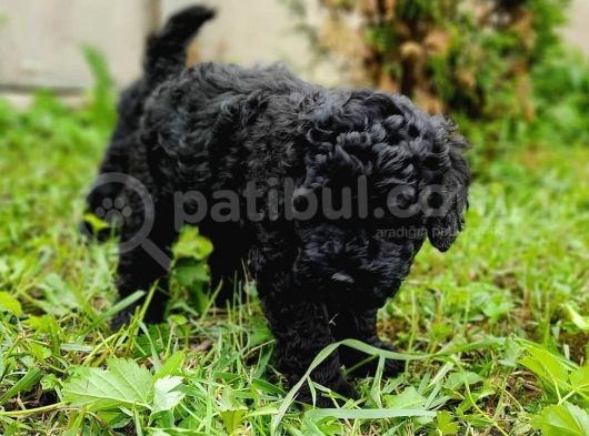 Efsane Kali̇tedeki̇ Black Toy Poodle Yavrumuz görsel