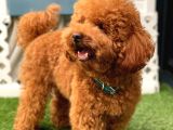 Kivir Kivir Tuy Yapisina Sahi̇p Red Toy Poodle Bebegimiz