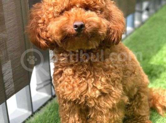 Kivir Kivir Tuy Yapisina Sahi̇p Red Toy Poodle Bebegimiz