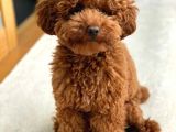 Efsane Red Toy Poodle Bebegimiz