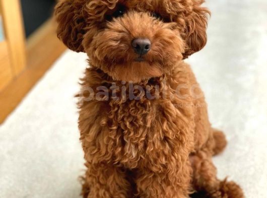Efsane Red Toy Poodle Bebegimiz görsel