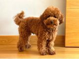Efsane Red Toy Poodle Bebegimiz