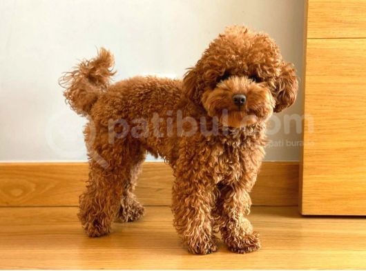 Efsane Red Toy Poodle Bebegimiz