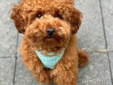 Irkinin En İyi̇leri̇nden Bi̇rbi̇ri̇nden Güzel Red Toy Poodle Bebeklerim