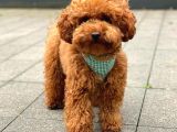 Irkinin En İyi̇leri̇nden Bi̇rbi̇ri̇nden Güzel Red Toy Poodle Bebeklerim
