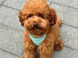 Irkinin en İyi̇leri̇nden Bi̇rbi̇ri̇nden Güzel Red Toy Poodle Bebeklerim