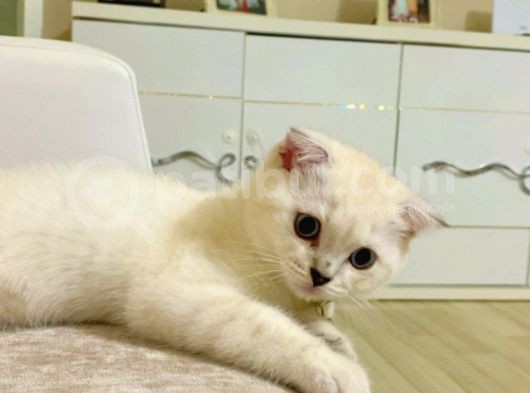 Koca Yanak görsel