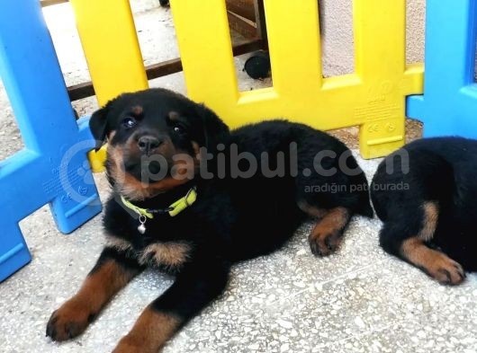 Resmi Ureti̇m Şampiyon Rottwai̇ller Yavrulari görsel