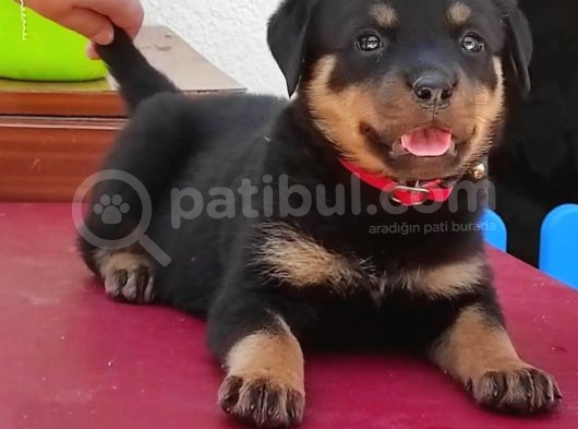 Resmi Ureti̇m Şampiyon Rottwai̇ller Yavrulari