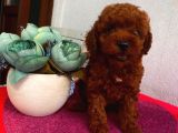Sağlık Ve Irk Garantili Poodle Yavrularımız