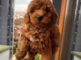 Ev Ortaminda Büyüyen Poodle Bebekler