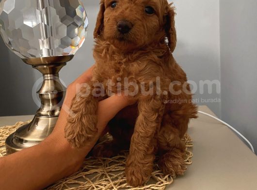 Muhteşem Toypoodle Bebekler görsel