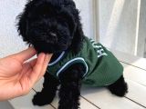 Muhteşem Black Poodle Bebekler