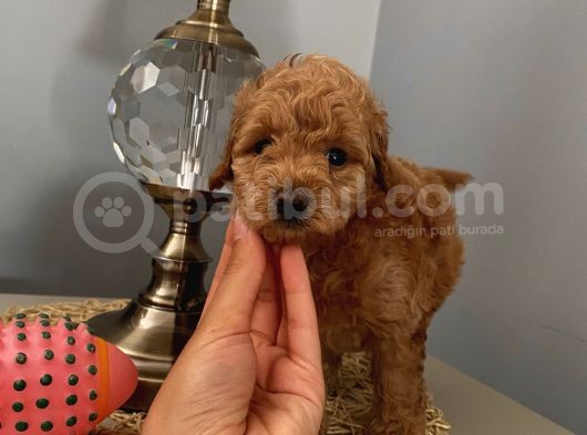 Muhteşem Toypoodle Bebekler görsel
