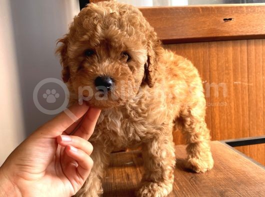 Toy Ve Mi̇nyatür Seçenekli̇ Poodle Yavrular