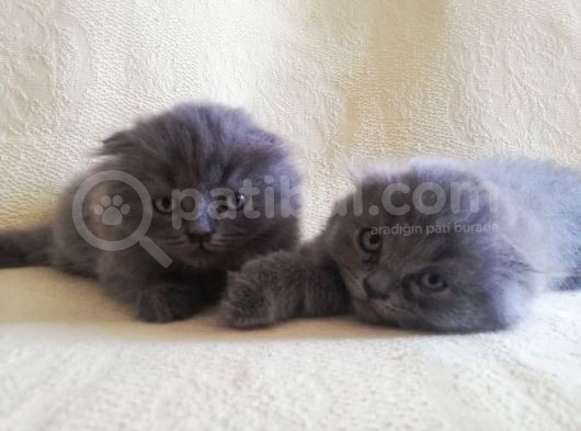 3 Minik Oğlan Yeni Ailelerini Arıyor görsel