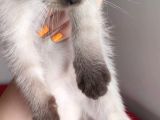 Scottish Fold Siyam Kırması