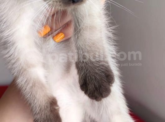 Scottish Fold Siyam Kırması görsel