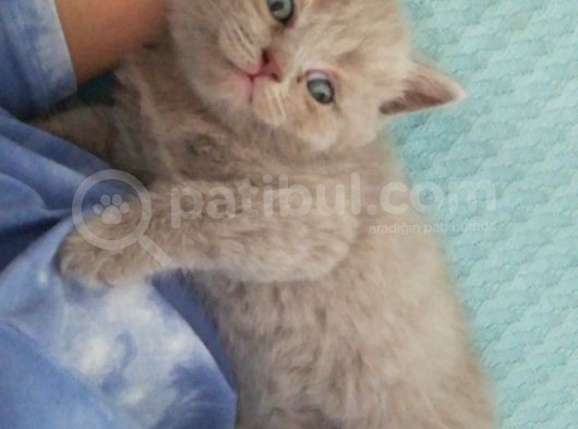 3 Minik Oğlan Yeni Ailelerini Arıyor görsel