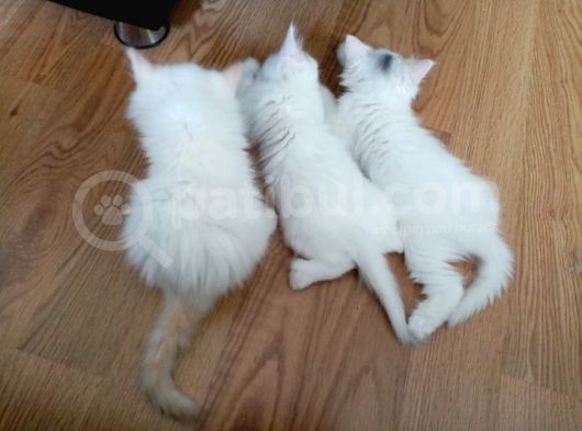 Bembeyaz Safkan Chinchilla Yavrular görsel