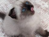 Scottish Fold Siyam Kırması