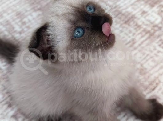 Scottish Fold Siyam Kırması görsel