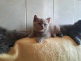 3 Minik Oğlan Yeni Ailelerini Arıyor