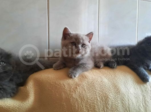 3 Minik Oğlan Yeni Ailelerini Arıyor görsel