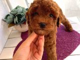 Toy Ve Mi̇nyatür Seçenekli̇ Poodle Yavrular