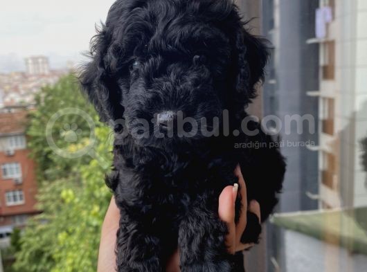 Muhteşem Toypoodle Bebekler görsel