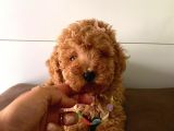 Toy Boy Mini Poodle Yavrular