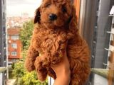 Ev Ortaminda Büyüyen Poodle Bebekler